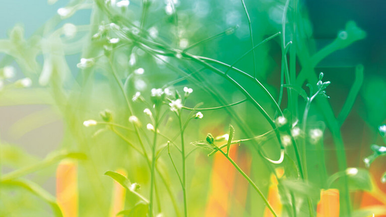 fitosafe - วิธีปรับปรุงความเหมาะสมการเติบโตของพืชของคุณด้วยการไหลเวียนของอากาศที่ปลอดภัย fitosafe
